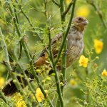 Towhee2.jpg