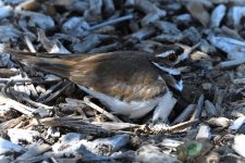 ROY_5849.JPG