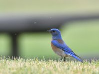 ROY_5967.JPG