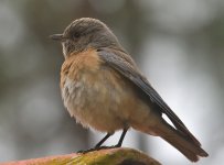 ROY_6016.JPG