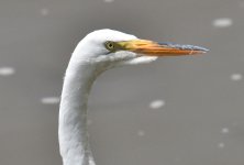 ROY_6087.JPG