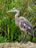 BlueHeron.jpg