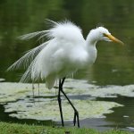 Egret4.jpg