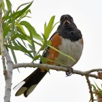 Grosbeak.jpg