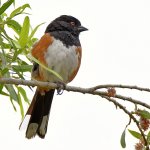 Grosbeak2.jpg