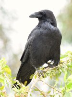 Raven.jpg