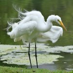 Egret.jpg