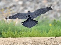 Raven4.jpg