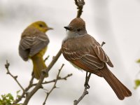 Flycatcher2.jpg