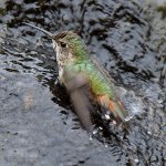 Hummer6.jpg