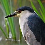 BlackHeron3.jpg
