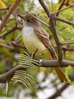 Flycatcher.jpg