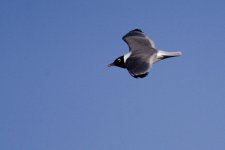 DSC_1510+Franklin Gull BIF-0001.jpg