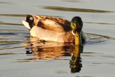 DSC_1869+Northern Shoveller Duck -0001_1.jpg