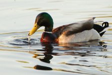 DSC_1864+shovel duck-0001.jpg