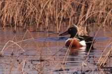 DSC_1581+shovel duck-0001.jpg