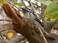 Woodpecker10.jpg