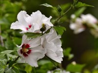 Hibiscus2.jpg