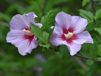 Hibiscus3.jpg