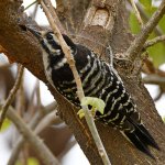 Woodpecker7.jpg