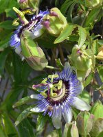 Passiflora.jpg