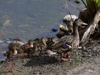 Ducks.jpg