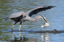 BlueHeronCatch-303.jpg