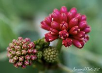 DSC_8549.jpg