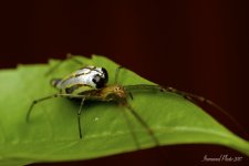 DSC_8618.jpg