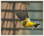 SM DSC_1901 -1 Evening Grosbeak .jpg