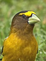 DSC_1914 -1 Evening Grosbeak .jpg