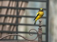 SM DSC_1900 -1 Evening Grosbeak .jpg