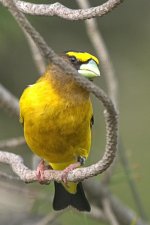 SM DSC_1903 -1 Evening Grosbeak .jpg