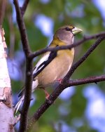 SM DSC_1917 -1 female Evening Grosbeak .jpg