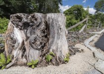 DSC_3373 low res.jpg