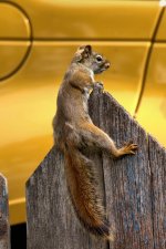 SM squirel backyarding -0032-DSC_2074 -1.jpg
