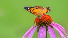 _DSC4623-Edit.jpg