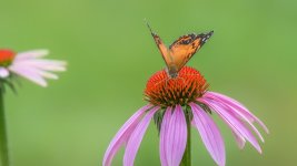 _DSC4627-Edit.jpg