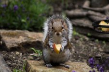 squirrel 9.jpg
