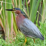 GreenHeron3.jpg