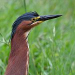 GreenHeron.jpg