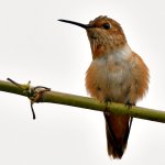 Hummer3.jpg