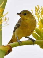 Oriole2.jpg