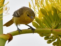 Oriole3.jpg