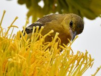 Oriole4.jpg