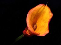 ROY_6408_01.JPG