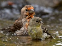 Goldfinch8.jpg