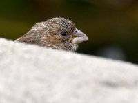 Sparrow2.jpg