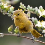 Oriole2.jpg