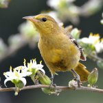 Oriole4.jpg
